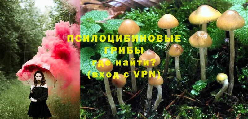 Галлюциногенные грибы Magic Shrooms  Новомосковск 